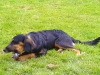 bluemchen_kaut