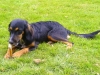bluemchen_knochen