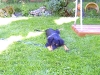 bluemchen_platt