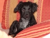 arko