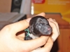 arko_0