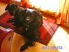 arko_rocky2