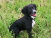 otto