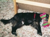 otto_knochen