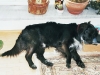 otto_schlaeft
