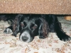 otto_sofa