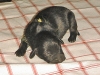 baby_gelb
