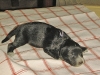 baby_lila_decke