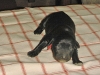 baby_platt
