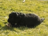 baby_wiese