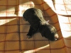 noch_ein_baby